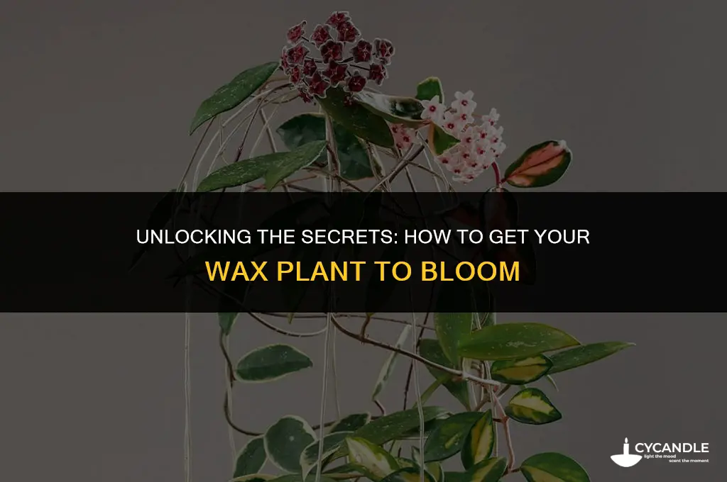 how do i get my wax plant to bloom