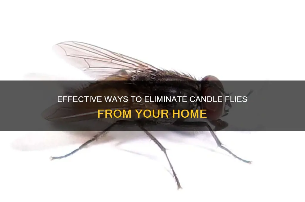 how do i get rid of candle flies