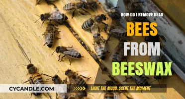 Effective Methods to Remove Dead Bees from Beeswax: A Step-by-Step Guide