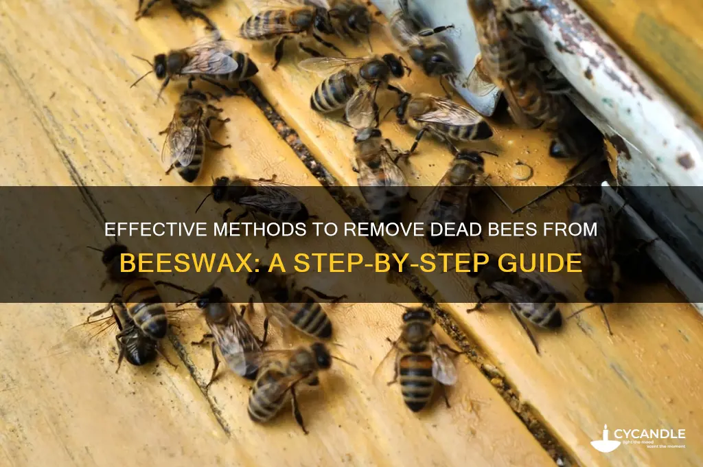 how do i remove dead bees from beeswax