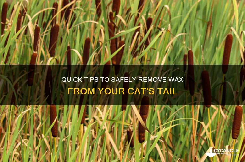 how do i remove wax from my cat