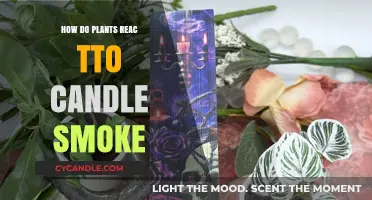 Plants and Candle Smoke: Harmful or Harmless?