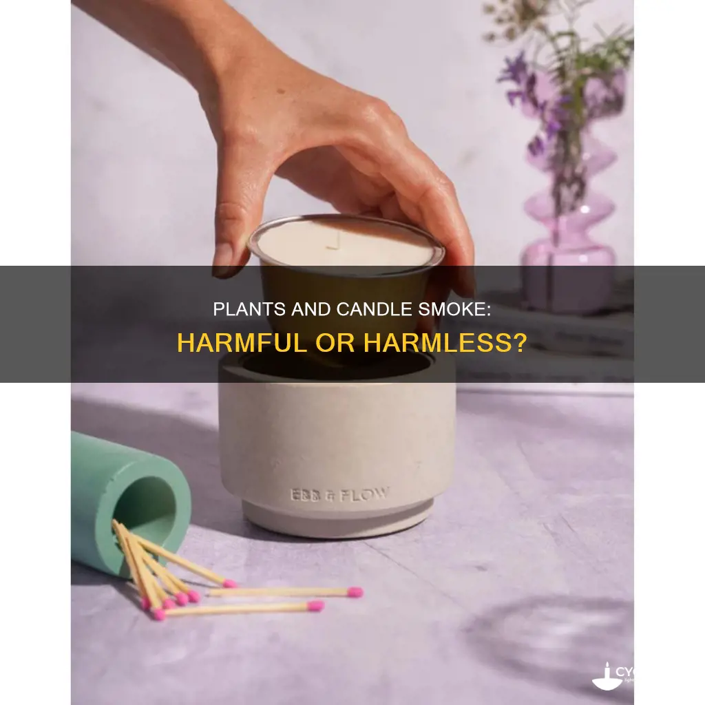 how do plants reac tto candle smoke