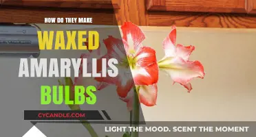 Unveiling the Process: Crafting Waxed Amaryllis Bulbs for Blooming Success