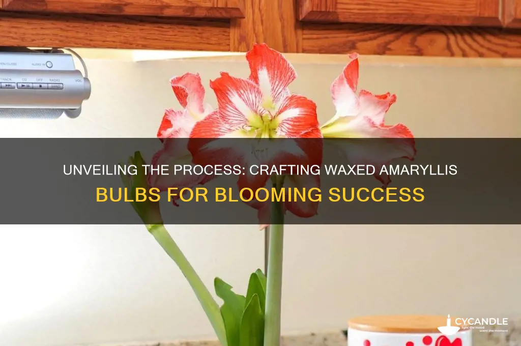 how do they make waxed amaryllis bulbs