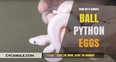 Candling Ball Python Eggs: A Step-by-Step Guide