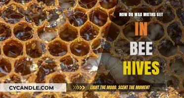 Uninvited Guests: The Sneaky Invasion of Wax Moths in Bee Hives