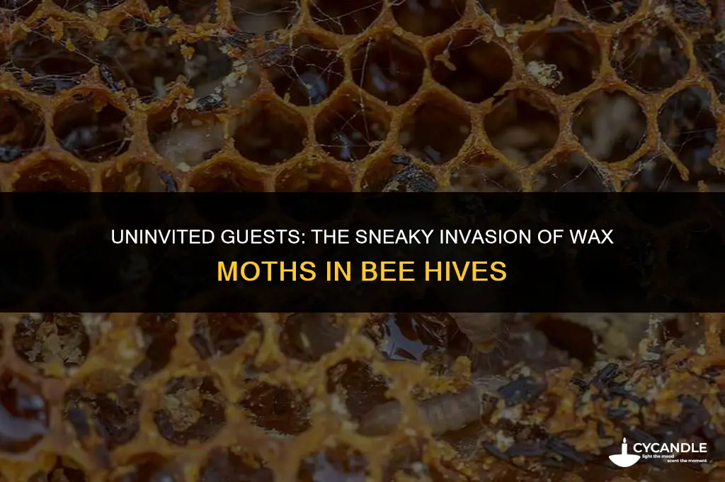 how do wax moths get in bee hives
