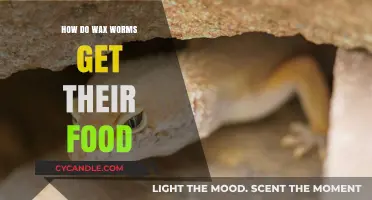 Wax Worm Feeding Habits: A Comprehensive Guide