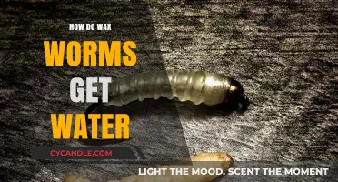 Hydration Habits: Unveiling the Mysteries of Wax Worm Water Intake
