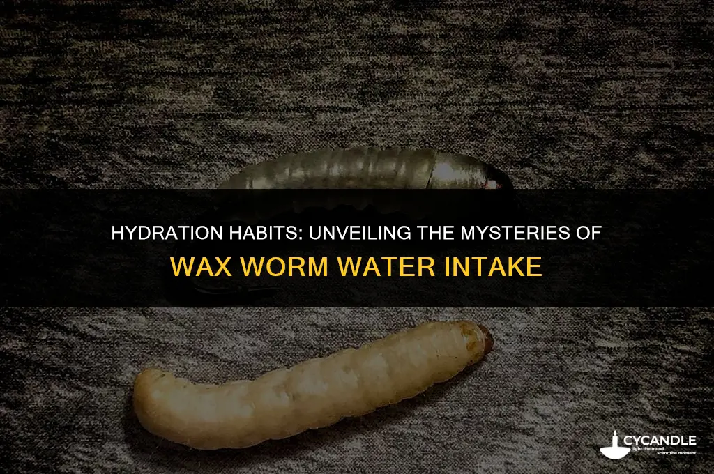 how do wax worms get water