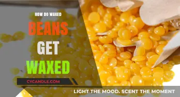 The Waxy Journey: How Beans Get Their Glossy Coat