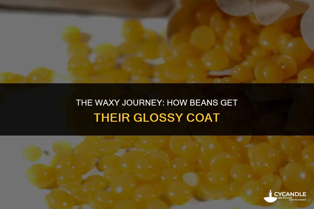 how do waxed beans get waxed