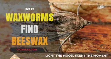 Waxworms' Secret Quest: Uncovering How They Locate Beeswax in Hives