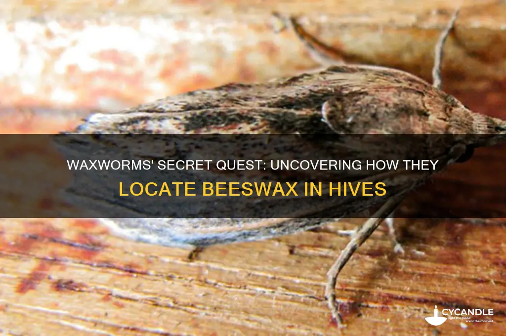 how do waxworms find beeswax