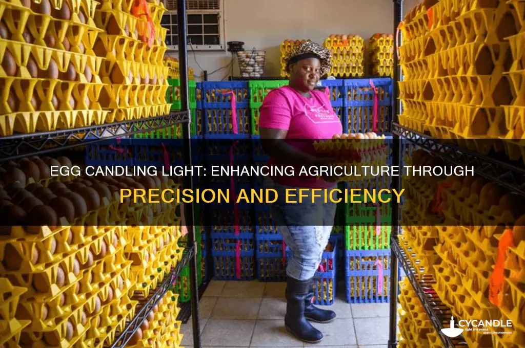 how do we use egg candling light in agriculture