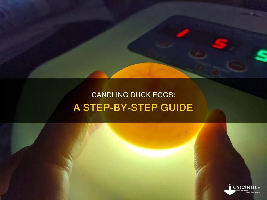 how do you candle a duck egg