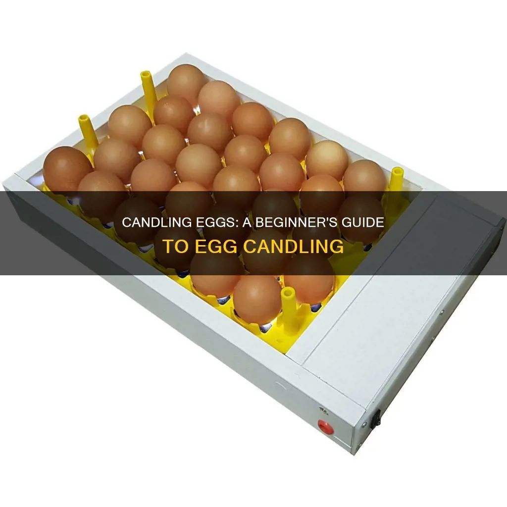 how do you candle an egg