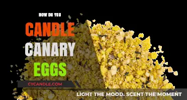 Candling Canary Eggs: The Ultimate Guide