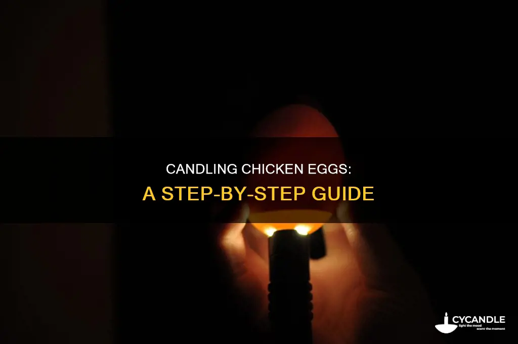 how do you candle chicken eggs