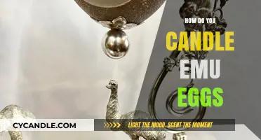 The Art of Candling Emu Eggs: A Step-by-Step Guide