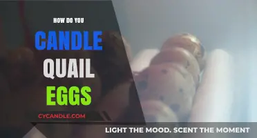 Candling Quail Eggs: A Step-by-Step Guide