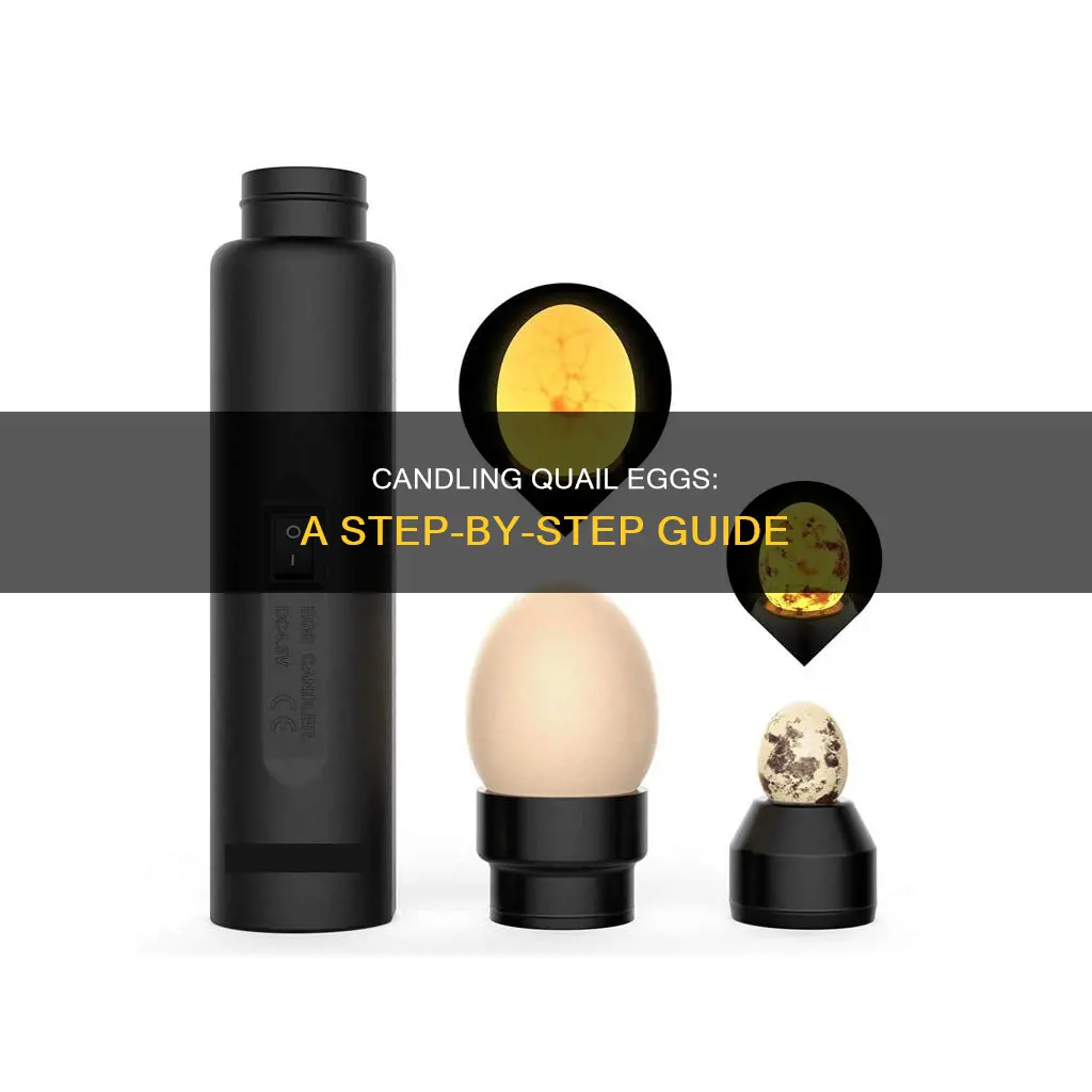 how do you candle quail eggs