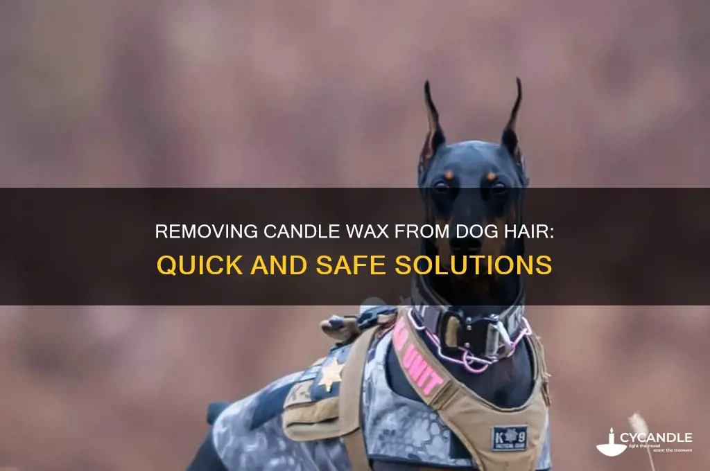 how do you get candle wax out of dog hair