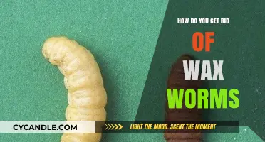 Effective Ways to Eliminate Wax Worms from Your Hive