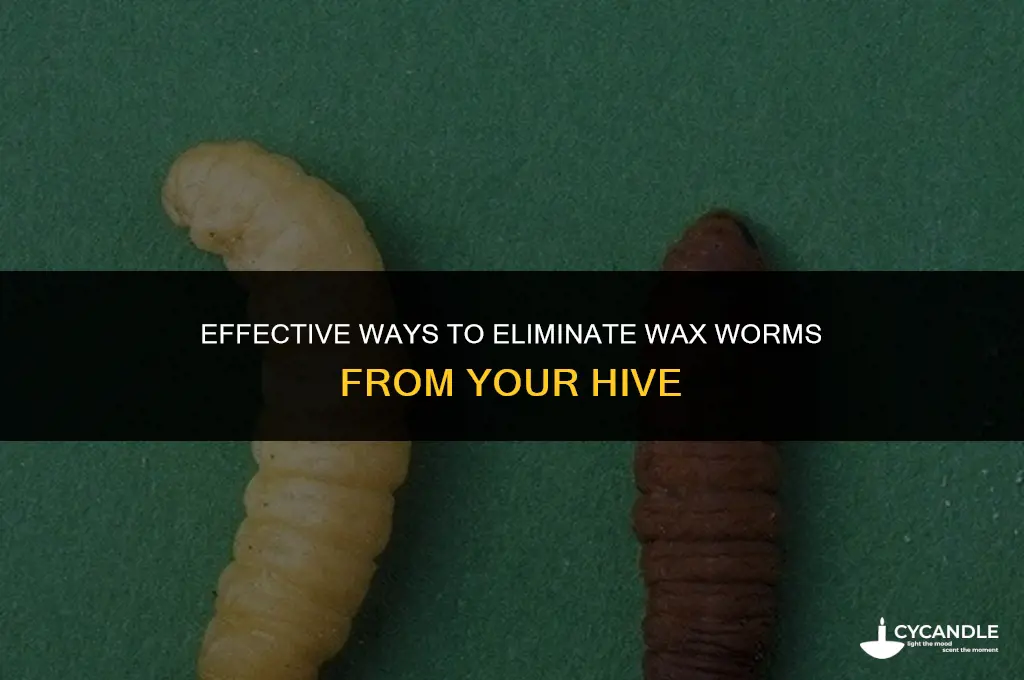 how do you get rid of wax worms
