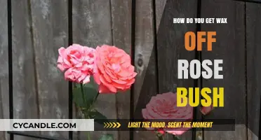 Effective Methods to Remove Wax from Rose Bushes