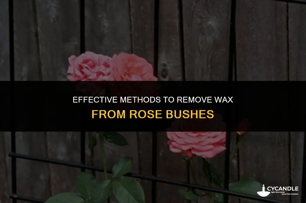 how do you get wax off rose bush