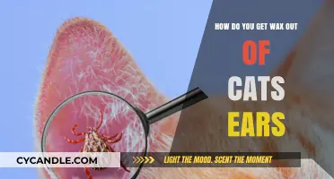 Safely Removing Ear Wax from Your Feline Friend: A Guide