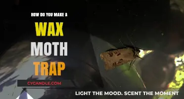 Effective DIY Wax Moth Trap: Simple Steps to Protect Your Bees