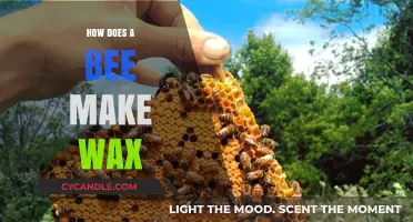The Amazing Process: How Bees Create and Use Wax