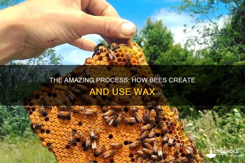 how does a bee make wax