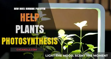 Enhancing Plant Photosynthesis: The Surprising Role of Burning Paraffin