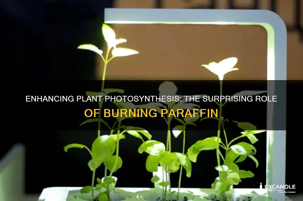 how does burning paraffin help plants photosynthesis