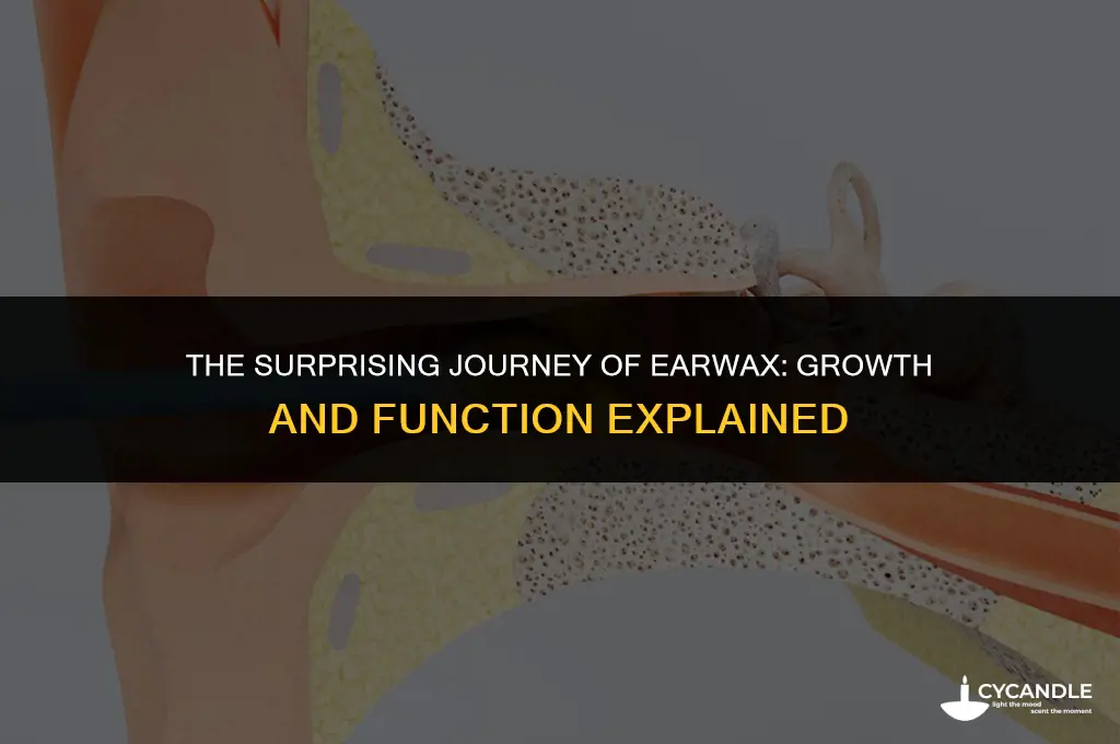 how does ear wax grow
