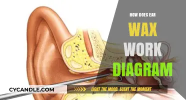 The Surprising Science Behind Ear Wax: A Visual Guide