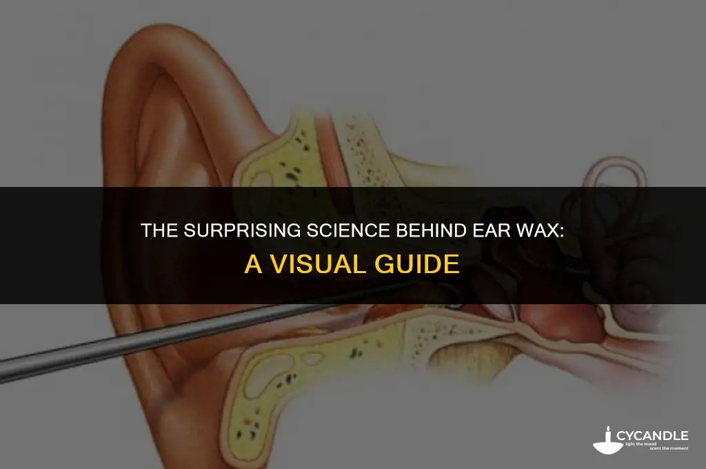 how does ear wax work diagram