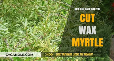 Pruning Wax Myrtle: How Far Back Can You Safely Cut?
