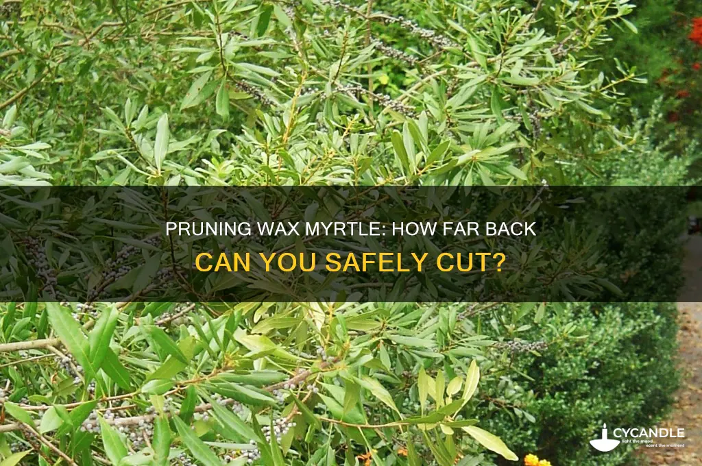 how far back can you cut wax myrtle