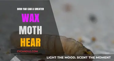 Greater Wax Moth Hearing Range: Unveiling Their Surprising Auditory Abilities