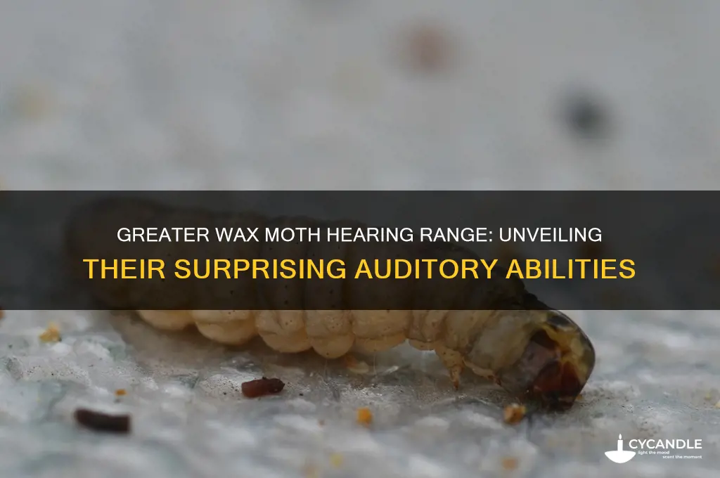 how far can a greater wax moth hear