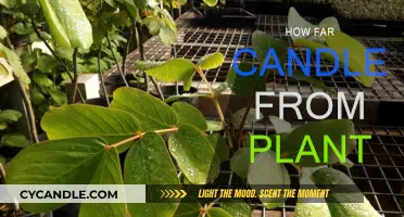 Candle Proximity to Plants: Safe Distance?
