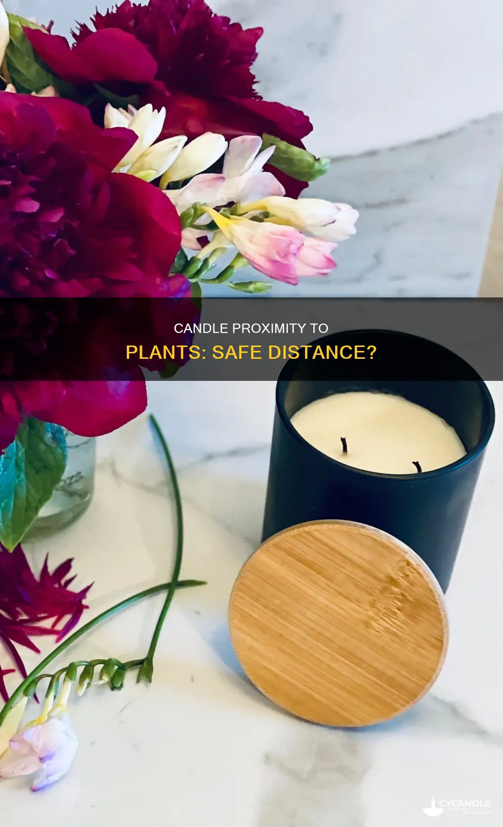 how far candle from plant