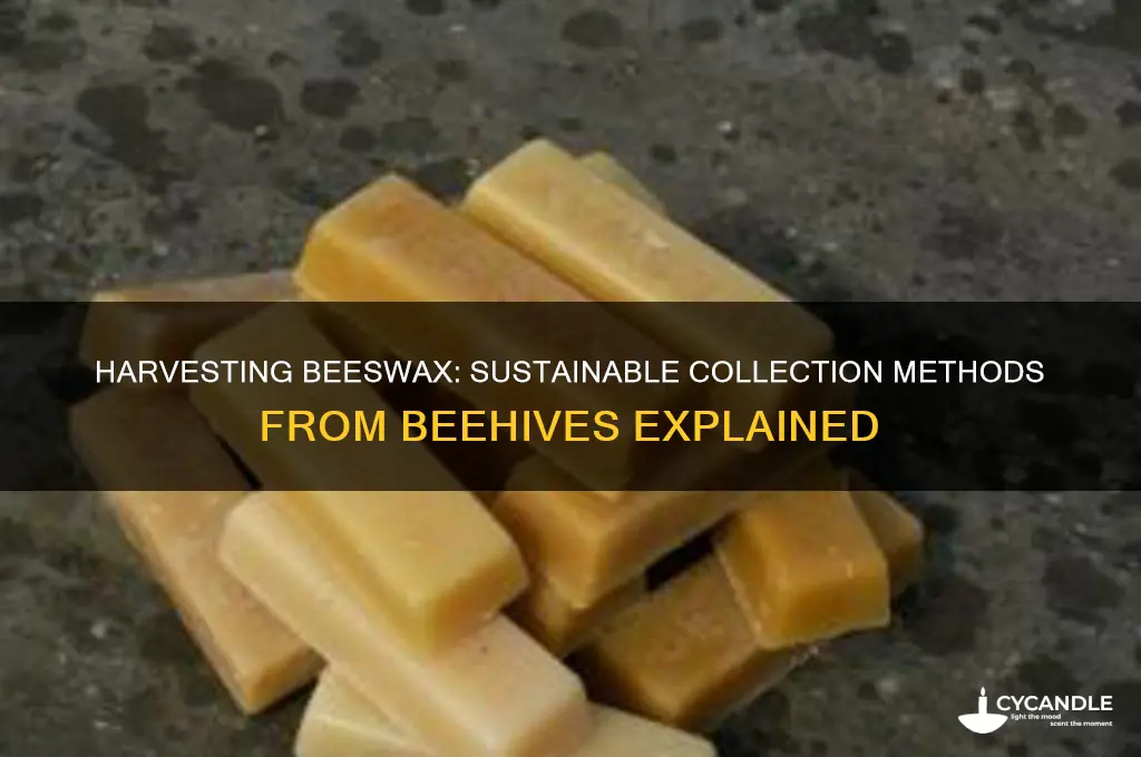 how is beeswax collected