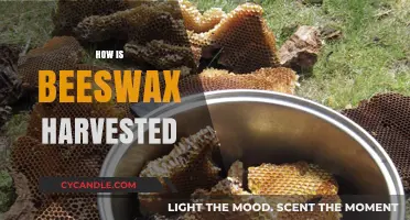 Harvesting Beeswax: Sustainable Methods and Beekeeping Practices Explained