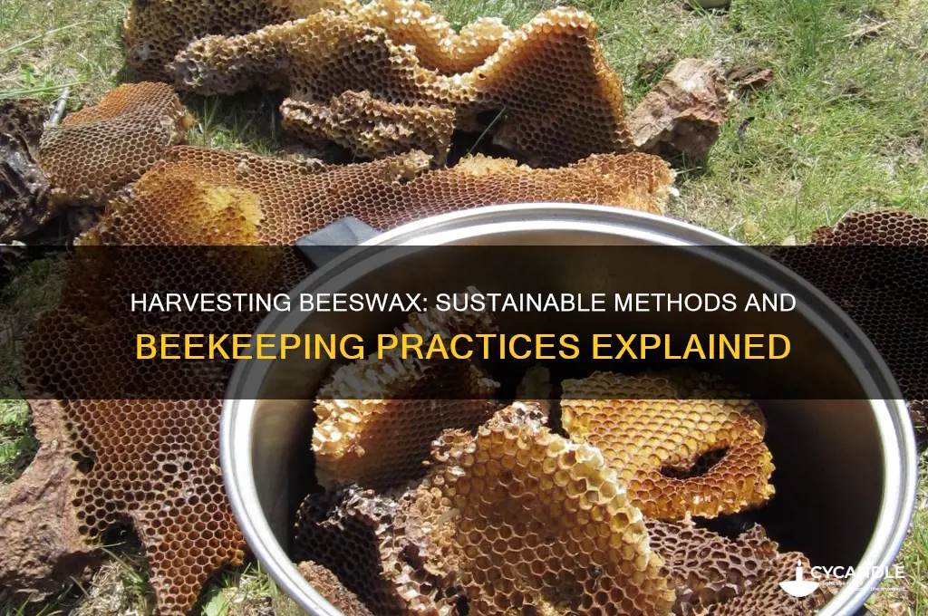 how is beeswax harvested